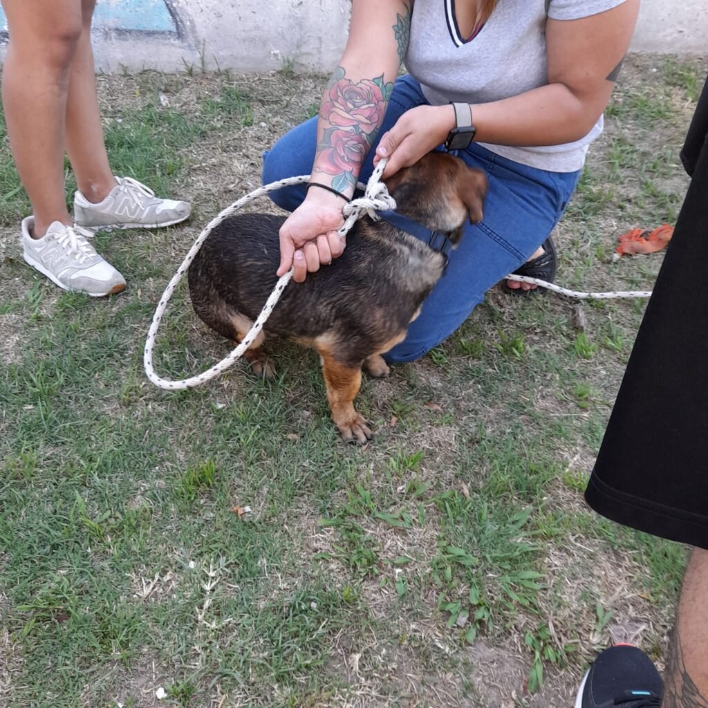  Un perro cayó al arroyo, una vecina pidió ayuda por las redes sociales y ya está con su familia 