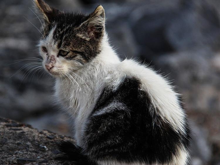 Día del gato: celebraciones y concientización a nivel mundial que no tiene uno, sino tres días al año