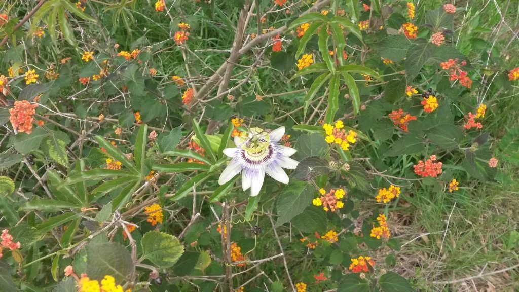 Flores autóctonas de la Reserva Municipal de Santa Catalina, Lomas de Zamora.