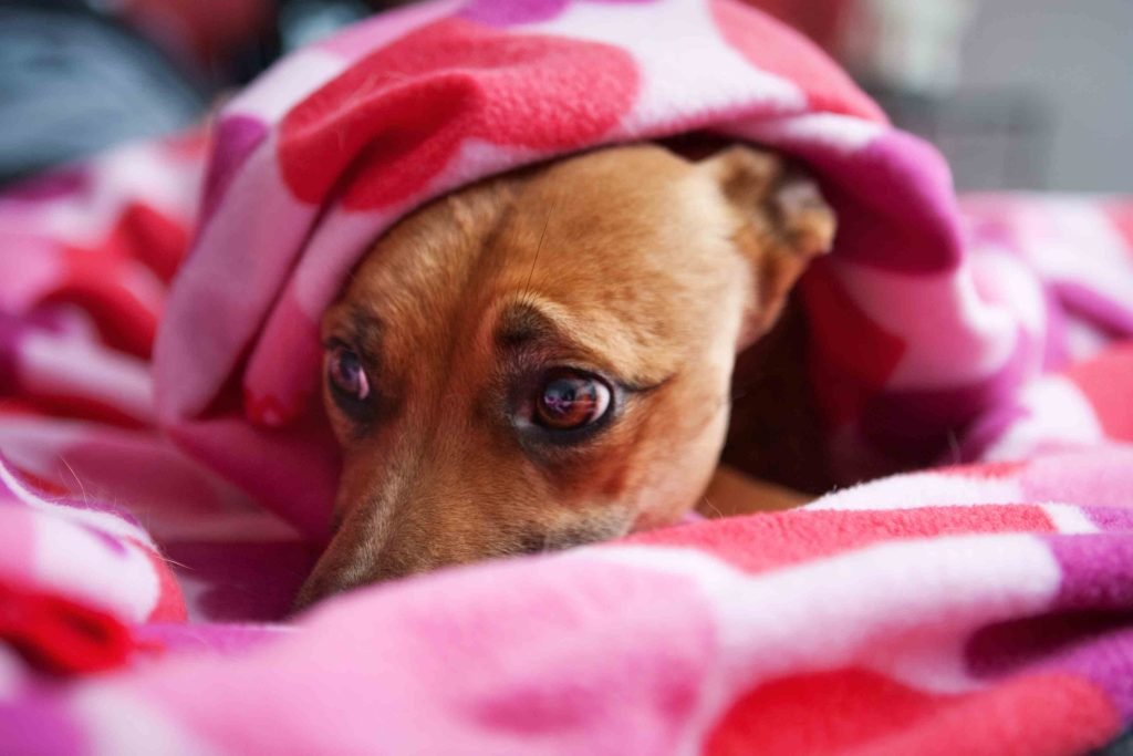 Llegan las fiestas de fin de año y con ella los fuegos artificiales, asi que te contamos cómo podes cuidar a tus mascotas estos días