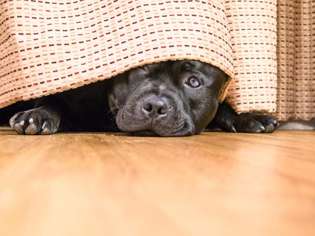 Llegan las fiestas de fin de año y con ella los fuegos artificiales, asi que te contamos cómo podes cuidar a tus mascotas estos días