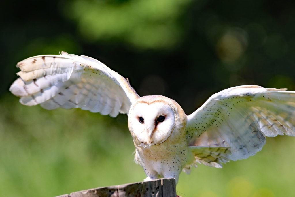 Cada 29 de abril celebramos el Día del Animal en Argentina conmemorando al creador de la Sociedad Protectora de Animales