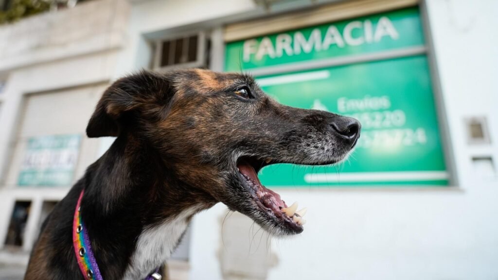 Día Mundial de la Esterilización Animal: la importancia de controlar la población de las mascotas y evitar el abandono