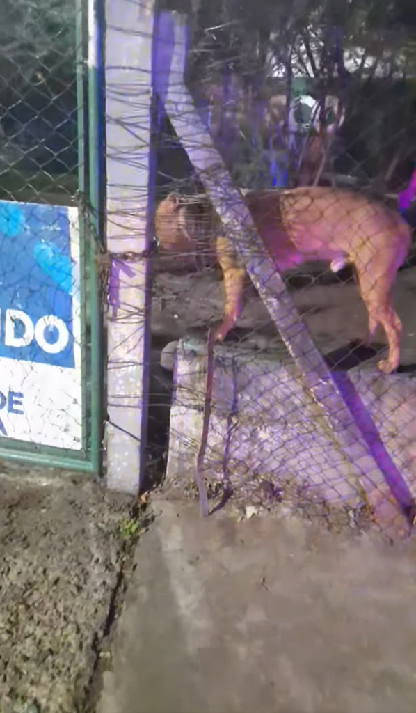 Luego de morder a dos perros encerraron a un pitbull en una plaza, sus dueños  y ahora está en adopción