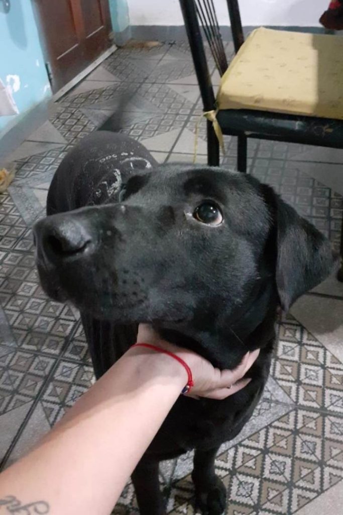 Él es Meme, un perro callejero que fue amenazado de muerte y sus vecinos piden adopción urgente 