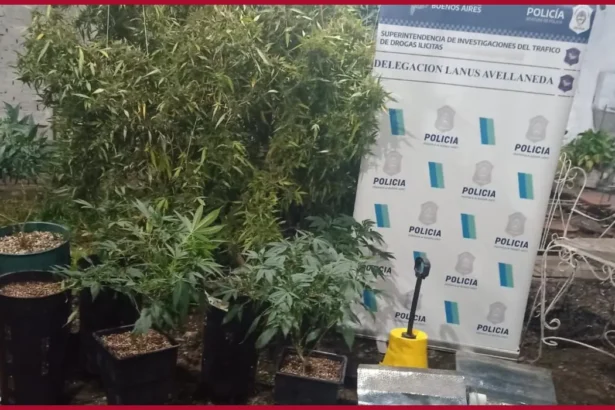 joven marihuana 8 kilos