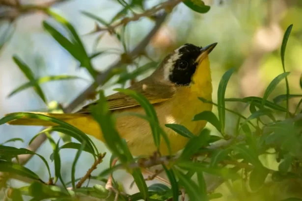 finky apareció pájaro estadounidense