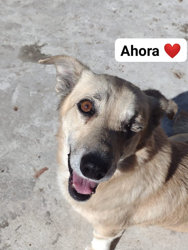 Lola sufrió toda su vida maltratos y dolor, pero la vida le dio una segunda oportunidad de vivir feliz en un hogar