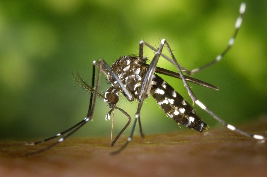 Centros de salud para atender síntomas de Dengue en Lomas de Zamora: Una guía para los vecinos