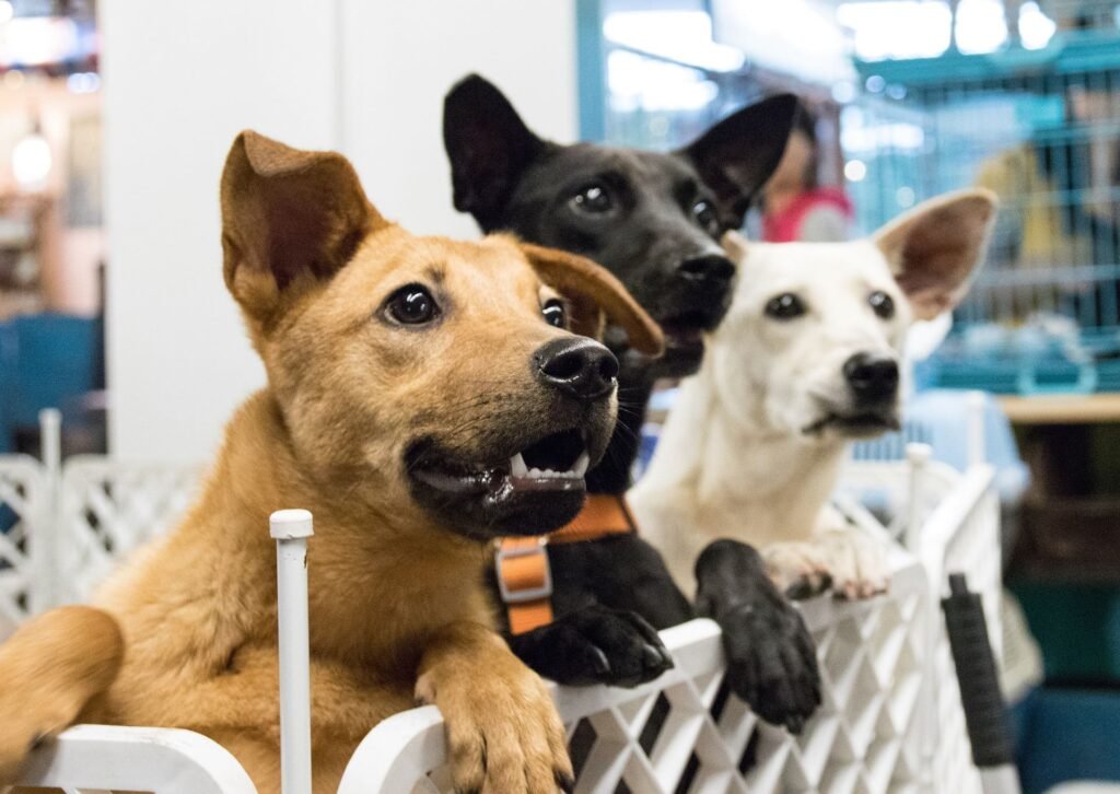 En el Día Mundial del Perro Adoptado queremos seguir fomentando en nuestros vecinos la tenencia responsable de mascotas