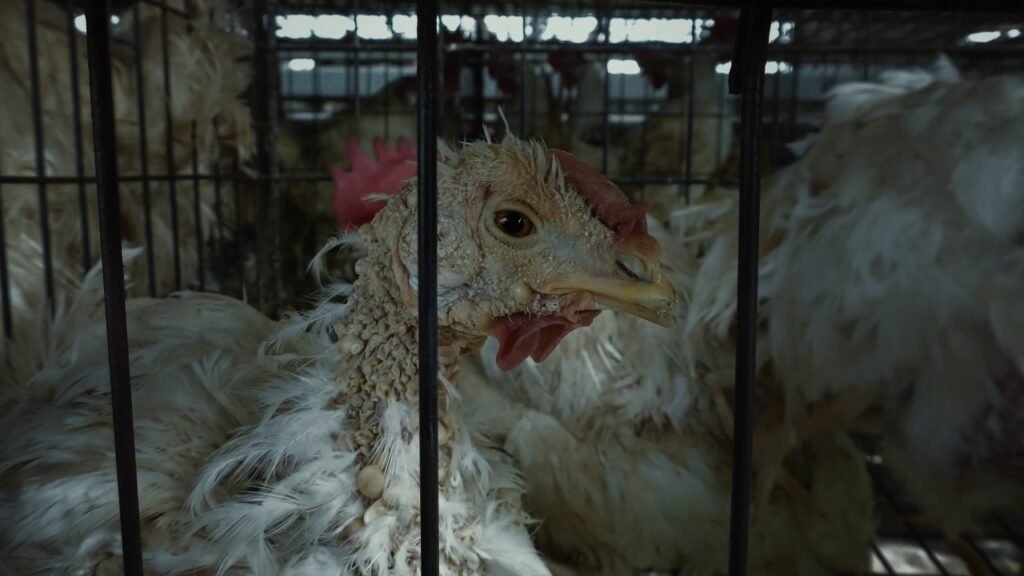 Día Mundial de los Animales de Granja: Reflexionando sobre el sufrimiento animal, el maltrato y la venta ilegal