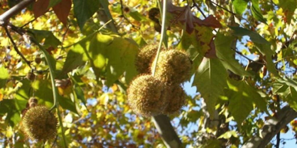 El árbol de plátano en Lomas de Zamora: por qué estos árboles producen alergia y molestia en primavera