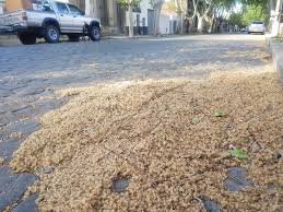 El árbol de plátano en Lomas de Zamora: por qué estos árboles producen alergia y molestia en primavera