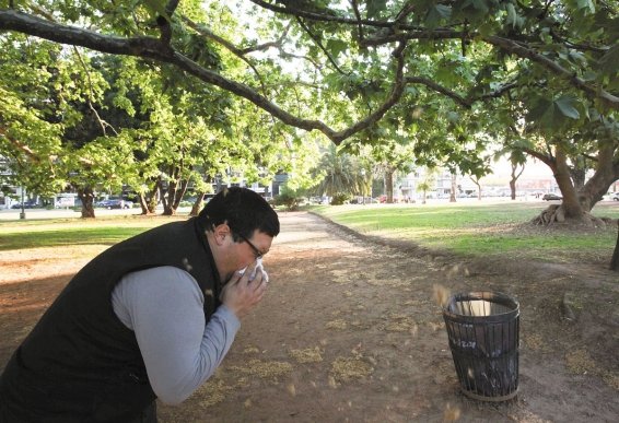 El árbol de plátano en Lomas de Zamora: por qué estos árboles producen alergia y molestia en primavera