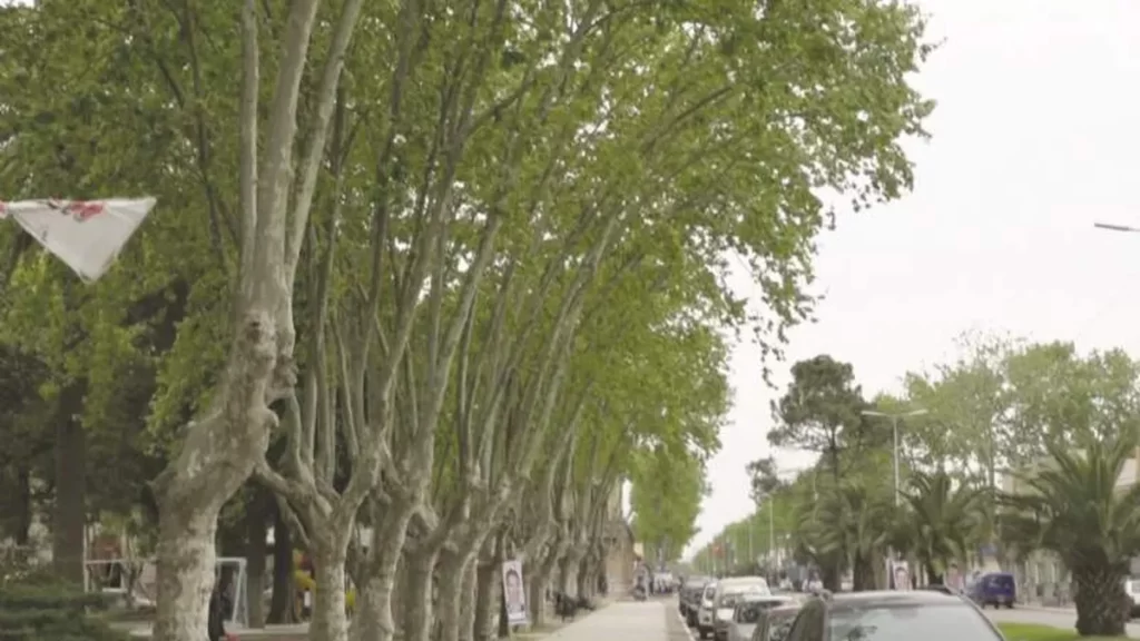 El árbol de plátano en Lomas de Zamora: por qué estos árboles producen alergia y molestia en primavera