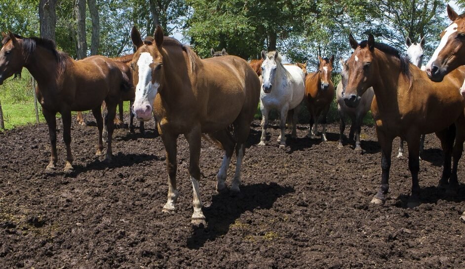 ENCEFALOMIELITIS EQUINA