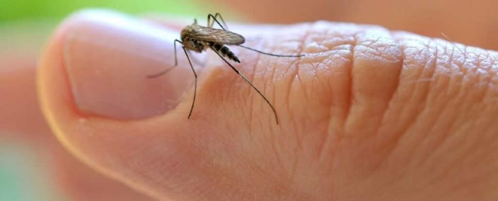 Preocupación por la presencia del "mosquito de la inundación" en Lomas de Zamora y todo el AMBA