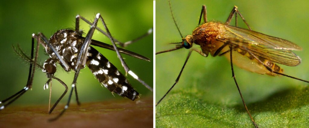 Diferencia entre el Aedes aegypti (dengue) y el Aedes Albifasciatus 