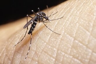 dengue lomas