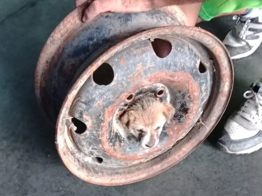rescataron a un cachorro atrapado en una llanta