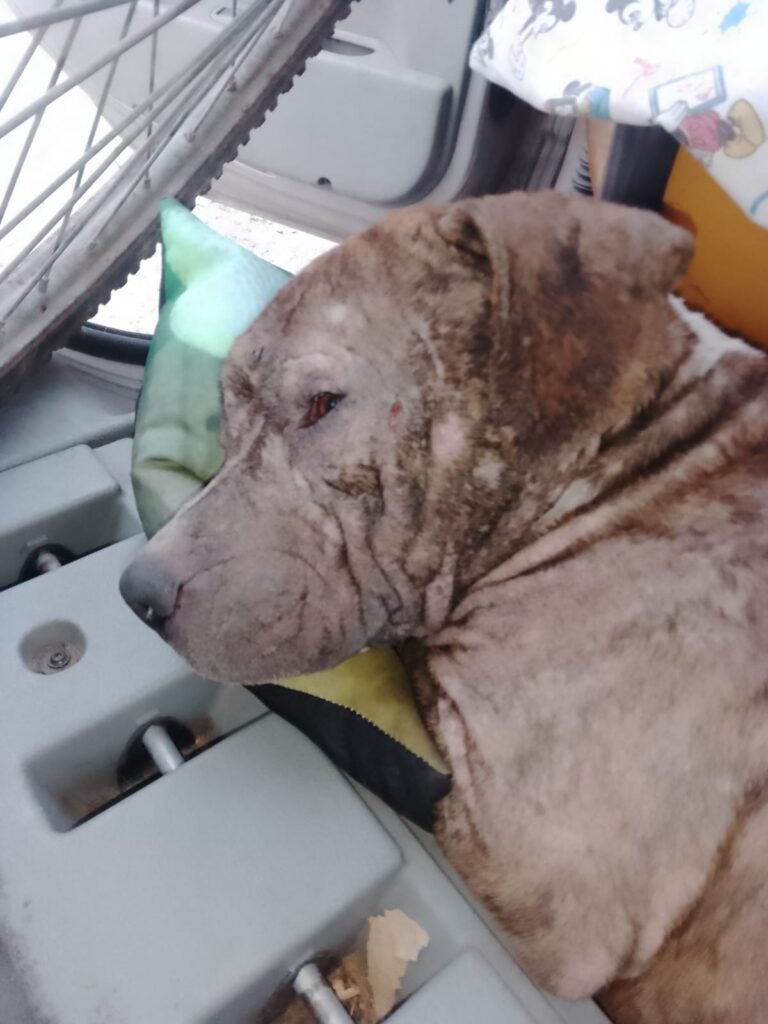 Emotivo Rescate de Dominga, una perra pitbull abandonada en muy mal estado por la que se unió la comunidad para salvarla