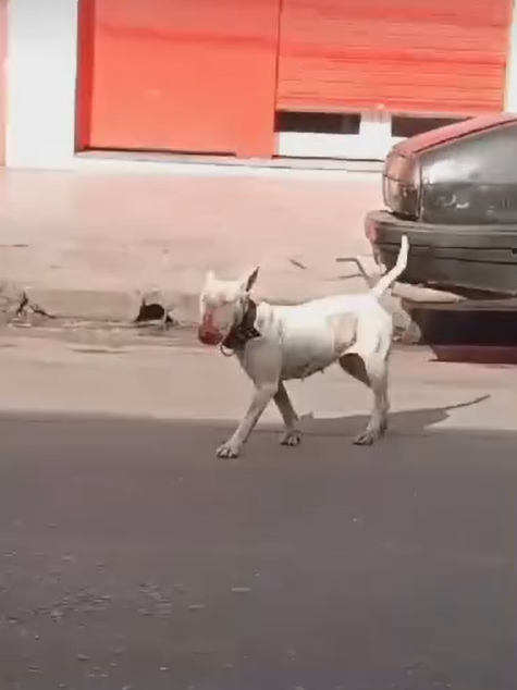 Desesperada búsqueda de Lola: la historia de una perra Bull Terrier perdida y el esfuerzo de su rescatista