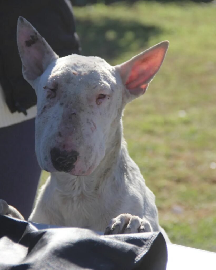 Desesperada búsqueda de Lola: la historia de una perra Bull Terrier perdida y el esfuerzo de su rescatista