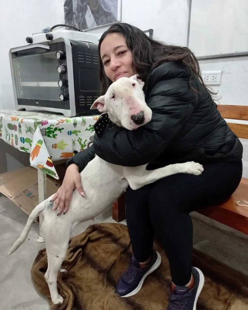 Desesperada búsqueda de Lola: la historia de una perra Bull Terrier perdida y el esfuerzo de su rescatista