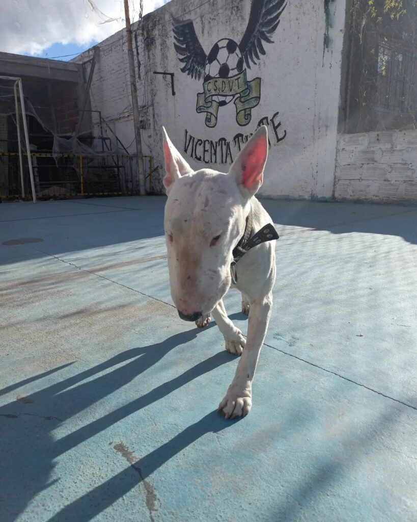 Desesperada búsqueda de Lola: la historia de una perra Bull Terrier perdida y el esfuerzo de su rescatista