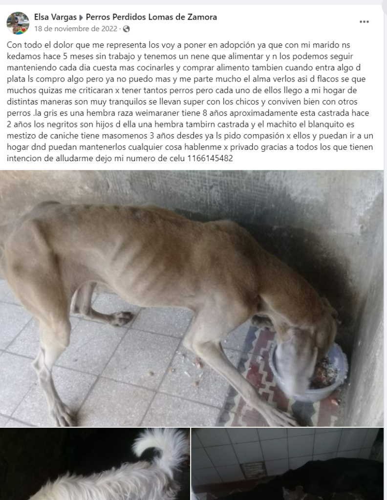 Falso escrache viraliza imágenes del 2022 de una perra Weimaraner: El tormento que vive su dueña por los insultos, amenazas y hasta escraches de su hijo