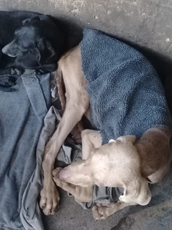 Falso escrache viraliza imágenes del 2022 de una perra Weimaraner: El tormento que vive su dueña por los insultos, amenazas y hasta escraches de su hijo