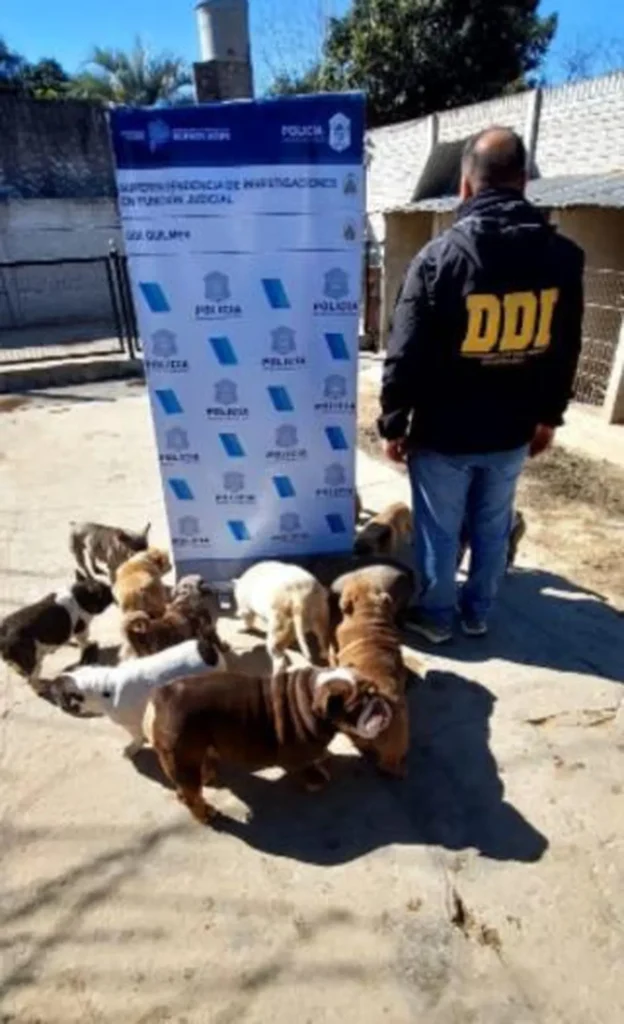 Rescate de 43 perros víctimas de maltrato en criaderos clandestinos en el Conurbano Bonaerense