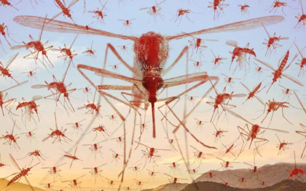 Mendoza es la primera provincia argentina en implementar este innovador plan para combatir el dengue con el mosquito rojo