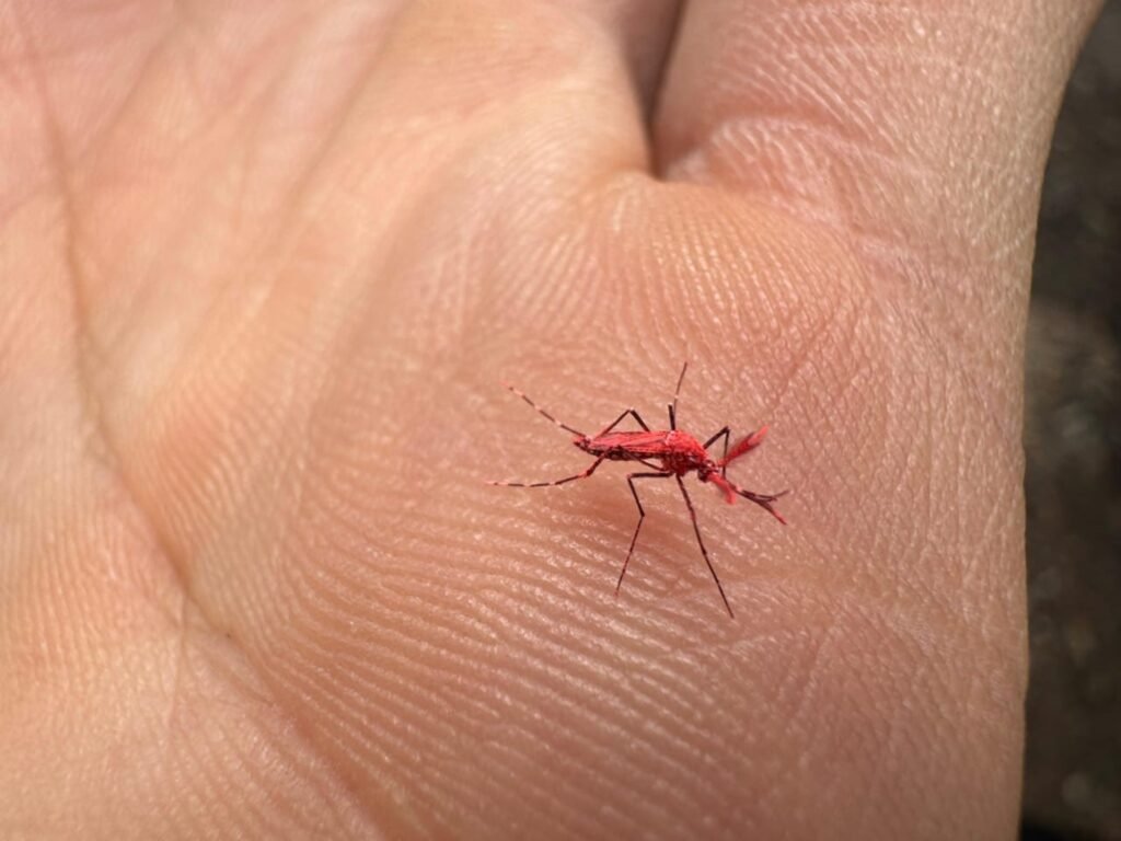 Mendoza es la primera provincia argentina en implementar este innovador plan para combatir el dengue con el mosquito rojo