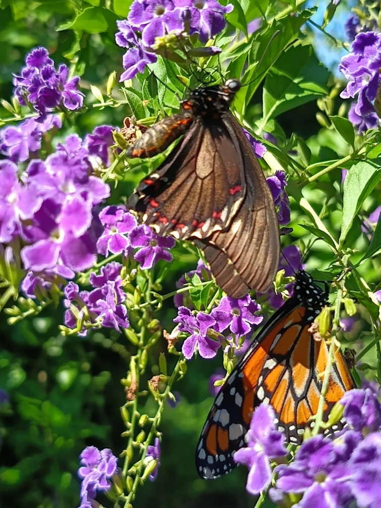 Una nena creó un refugio en el jardín de su casa para mariposas monarca que se encuentran en peligro de extinción