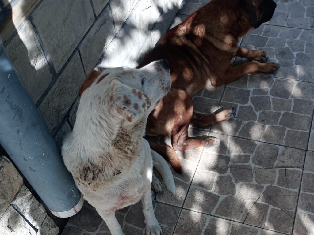 Doce perros quedaron en la calle tras la muerte de su dueña: Buscan urgente tránsito o adopción responsable