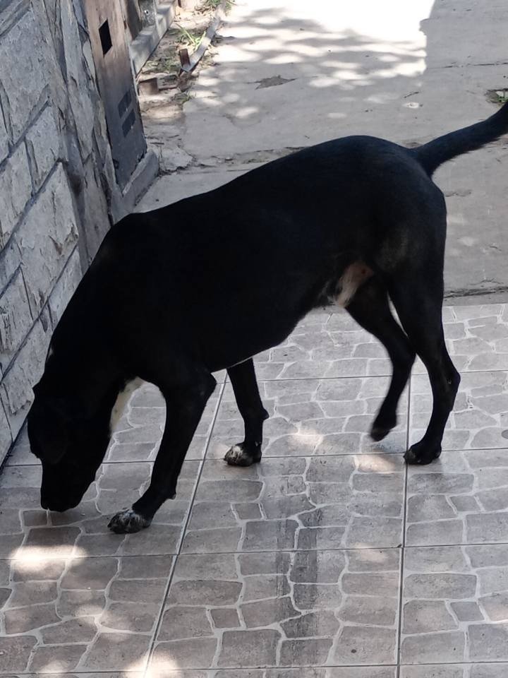 Doce perros quedaron en la calle tras la muerte de su dueña: Buscan urgente tránsito o adopción responsable