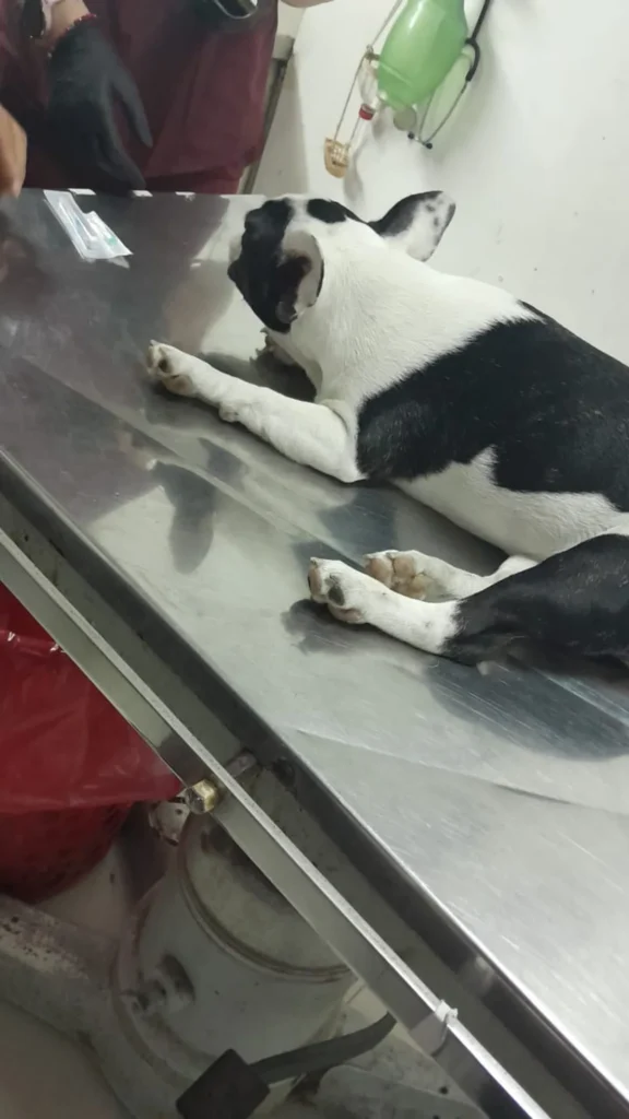 atropelló a una perra