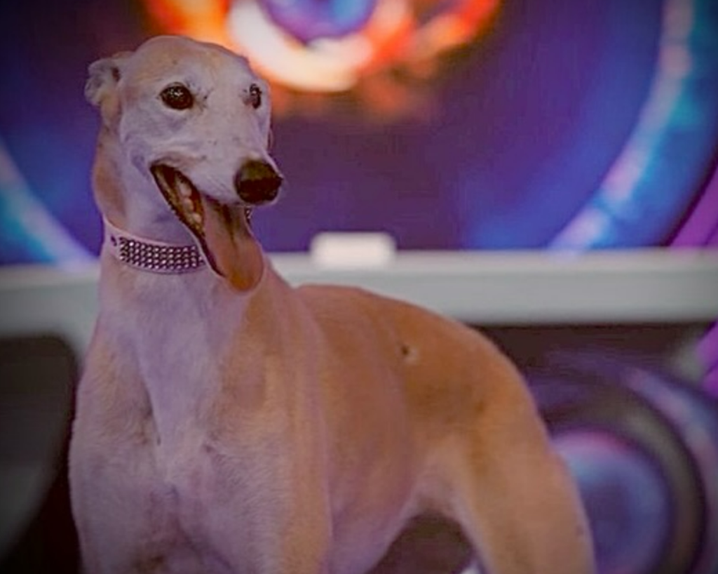 Paris fue adoptada y no regresará a la casa de Gran Hermano: el emotivo cierre de su paso por el reality
