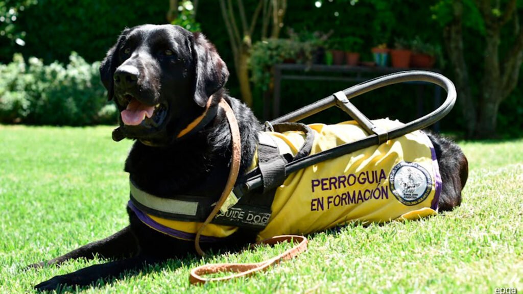 Día Internacional del Perro Guía: el trabajo silencioso de un compañero invaluable de las personas con discapacidad visual