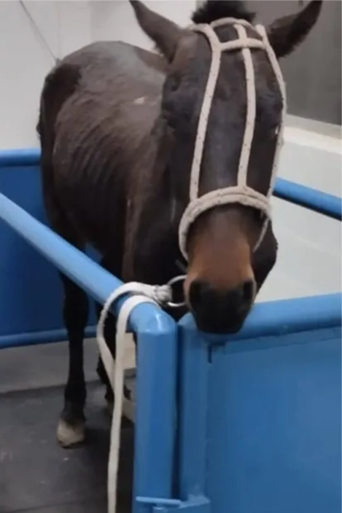 Faruk, el caballo rescatado en Lomas de Zamora que lucha por su vida y reavivó el reclamo contra la tracción a sangre