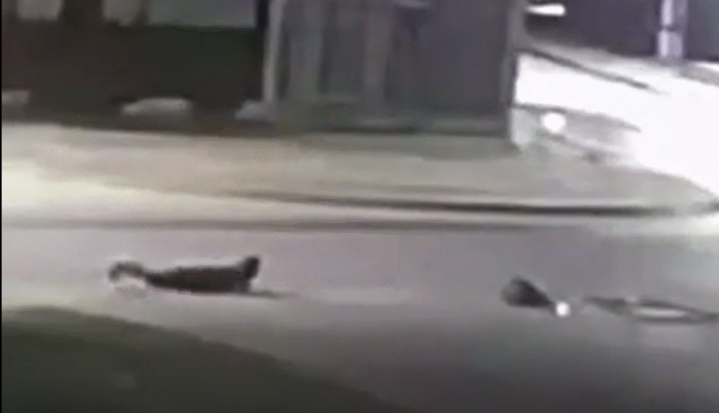 Un menor cayó de un colectivo en movimiento por el desprendimiento de una ventana: el chofer nunca se percató del hecho