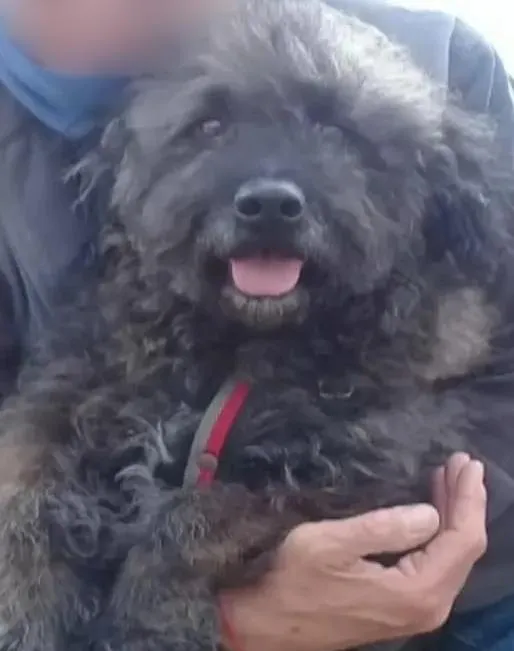 Chofer de 75 años víctima de una “viuda negra”: el relato de un vecino que lo drogaron, le robaron y mataron a su perro