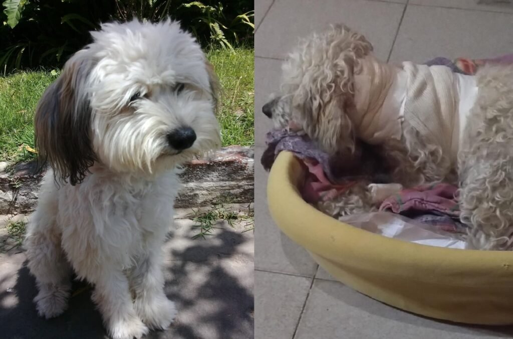 Vecinos reclaman la intervención de Zoonosis por perros peligrosos y denuncian irresponsabilidad de sus dueños