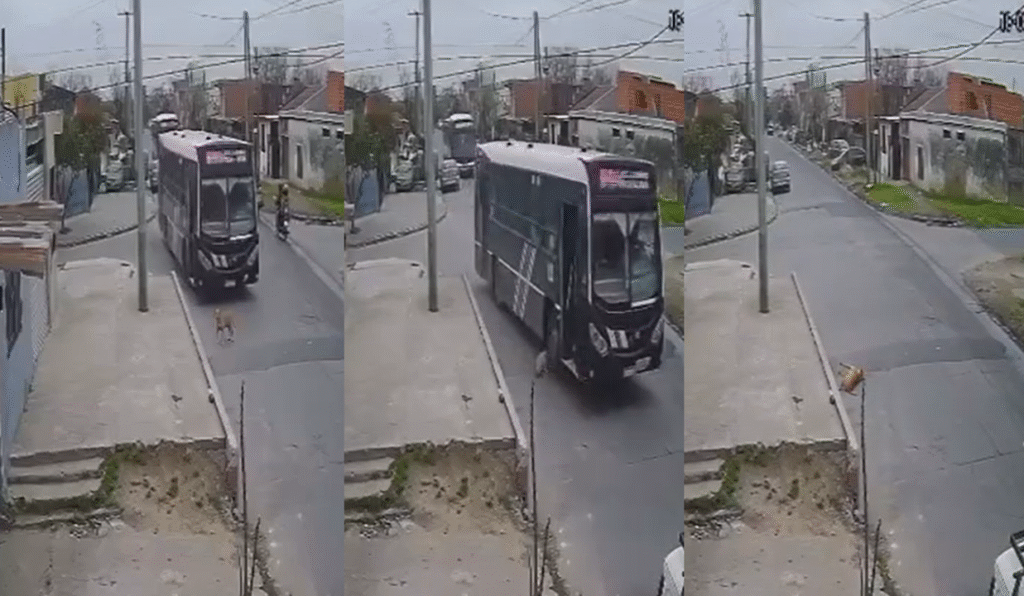 Villa Independencia: un colectivo de la Línea 543 atropelló y mató casi al instante a una perra