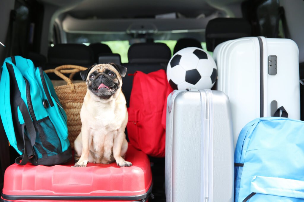 Viajar con tu perro o gato en auto puede ser una experiencia maravillosa y enriquecedora con los cuidados y preparativos necesarios