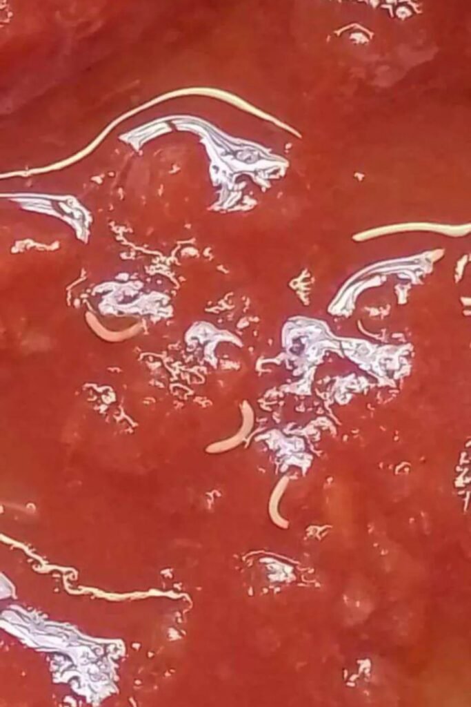 La ANMAT rectificó su alerta sobre el tomate triturado Marolio: El producto no representa riesgo sanitario.