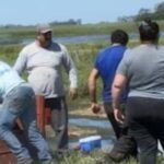 Un camión que transportaba cerdos volcó en la Ruta 7 y los vecinos se llevaron a los animales