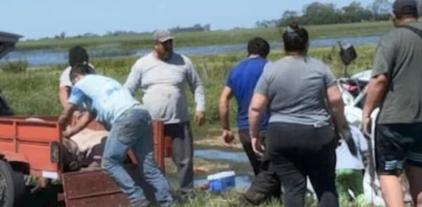 Un camión que transportaba cerdos volcó en la Ruta 7 y los vecinos se llevaron a los animales