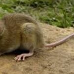 Confirmaron un caso de hantavirus en Bariloche